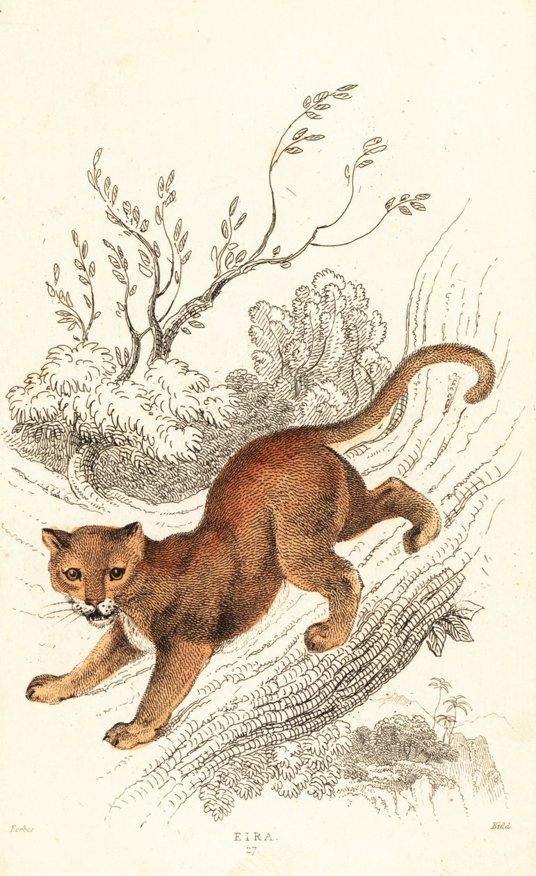 Jaguarandi，美洲狮所尊敬的，1834 年（Ngaraving） 作者 威廉·亚历山大·福布斯