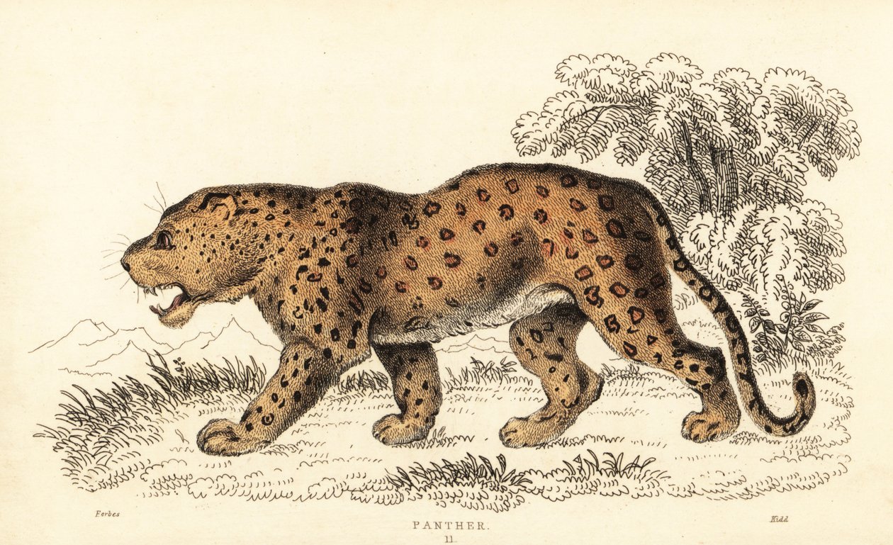 豹，Panthera pardus，脆弱。，1834 年（雕刻） 作者 威廉·亚历山大·福布斯