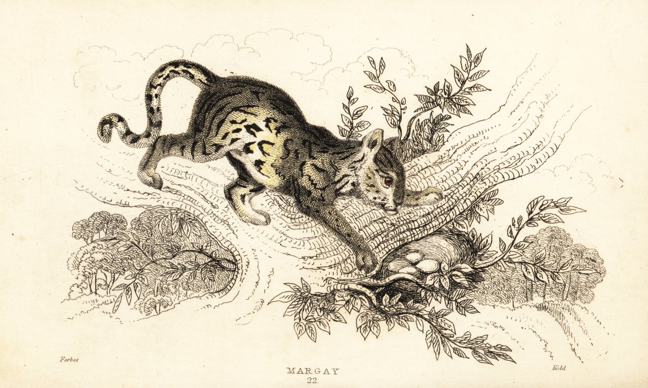 Margay, Leopardus wiedii.,1834 (雕刻) 作者 威廉·亚历山大·福布斯