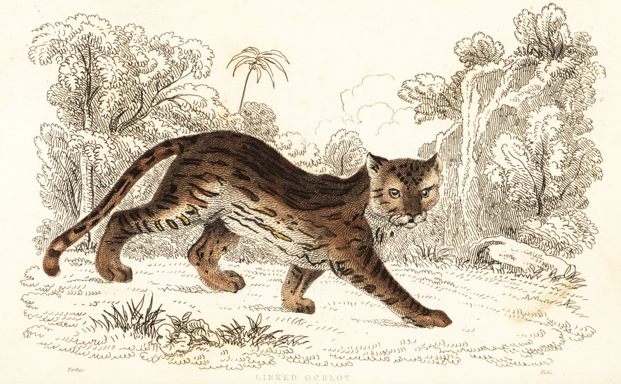 Margay，Leopardus wiedii catenata.,1834（雕刻） 作者 威廉·亚历山大·福布斯