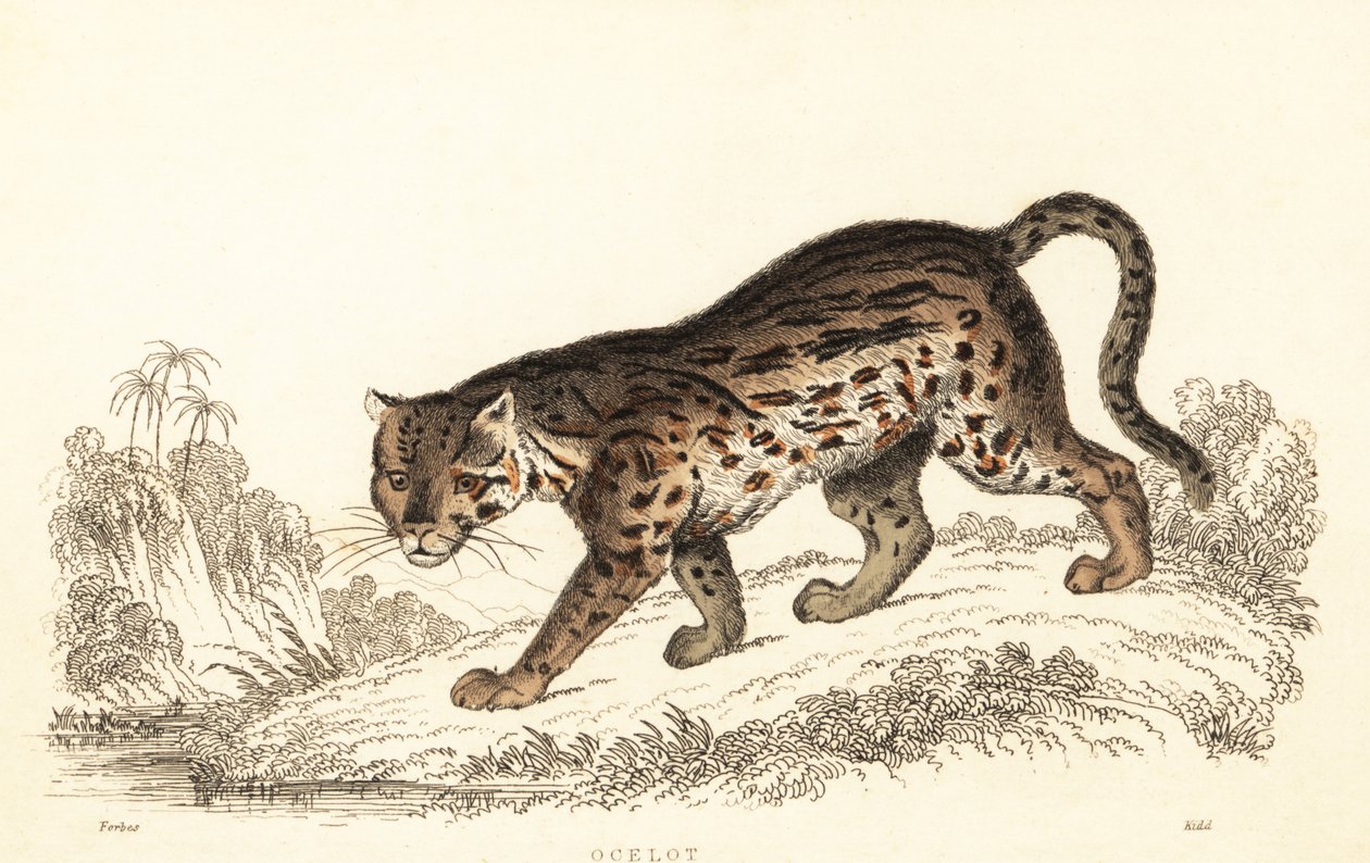 豹猫，Leopardus pardalis.，1834 年（雕刻） 作者 威廉·亚历山大·福布斯