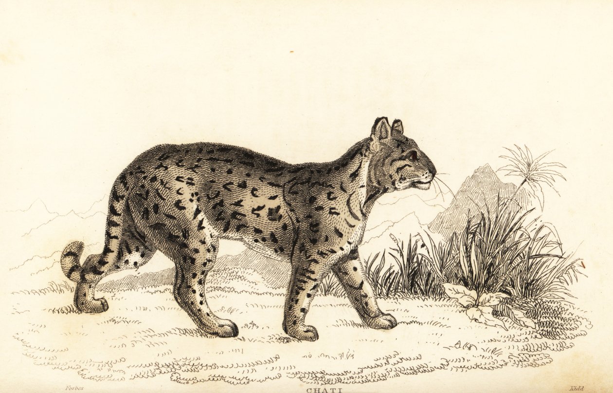 Ocelot, Leopardus pardalis mitis.1834年（雕刻） 作者 威廉·亚历山大·福布斯