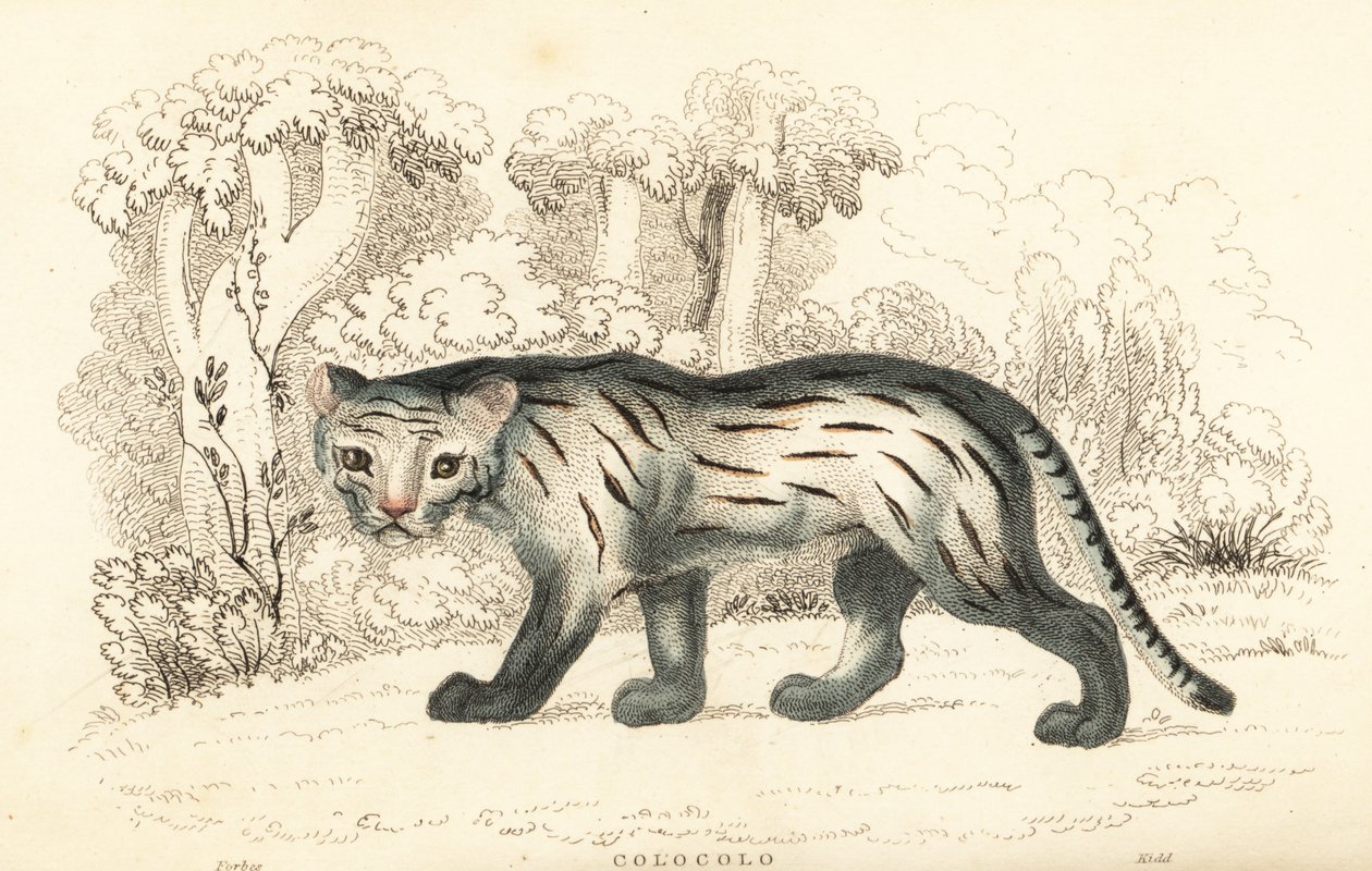 潘帕斯猫或潘塔纳尔猫，Leopardus colocola。 ,1834（雕刻） 作者 威廉·亚历山大·福布斯