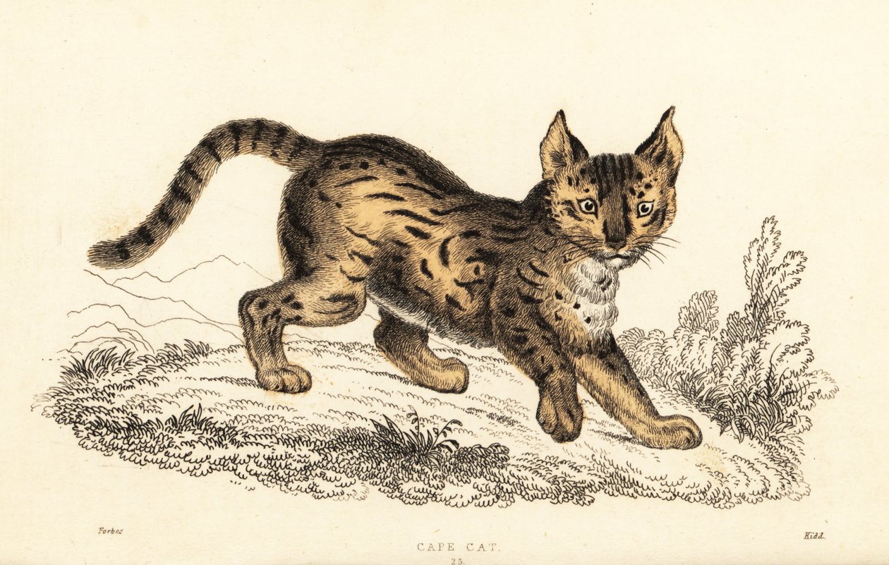 薮猫，Leptailurus serval，1834 年（雕刻） 作者 威廉·亚历山大·福布斯