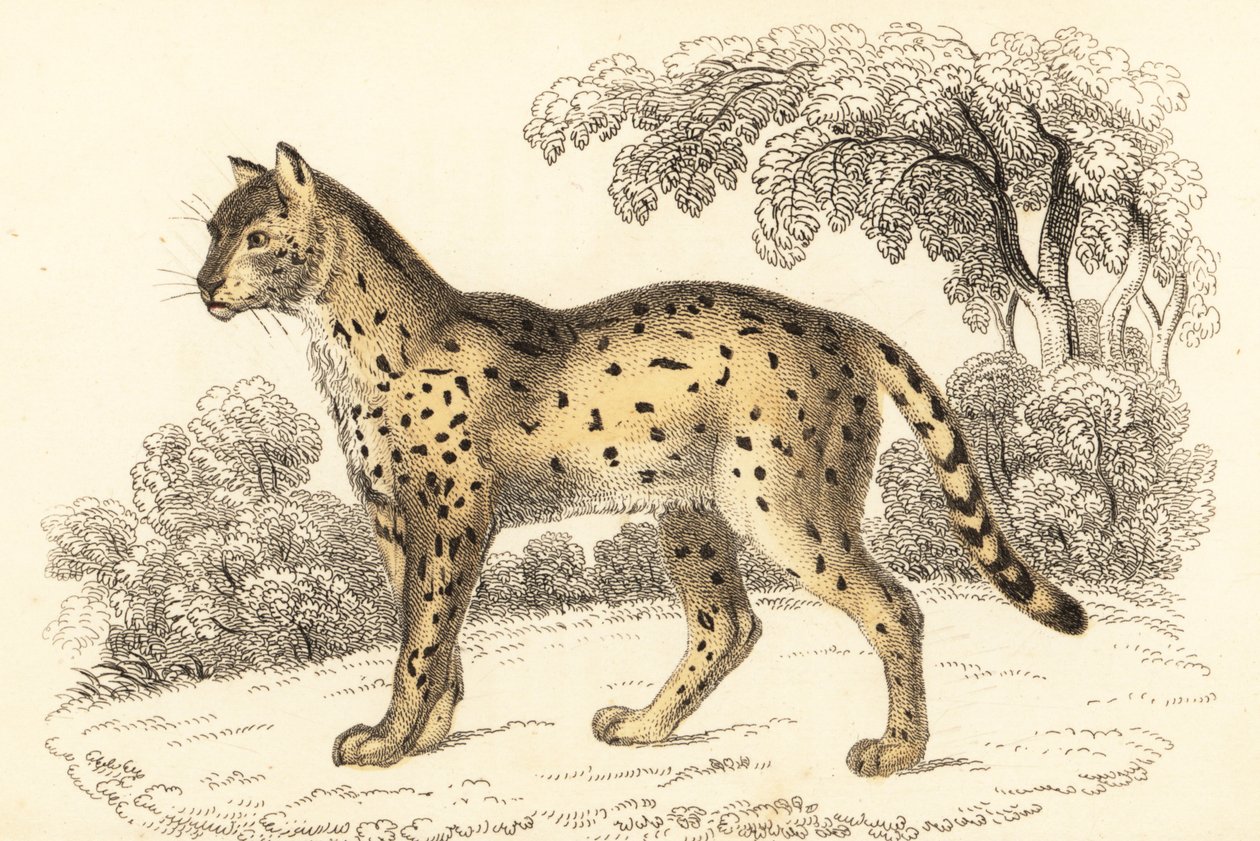 薮猫，Leptailurus serval.，1834 年（雕刻） 作者 威廉·亚历山大·福布斯