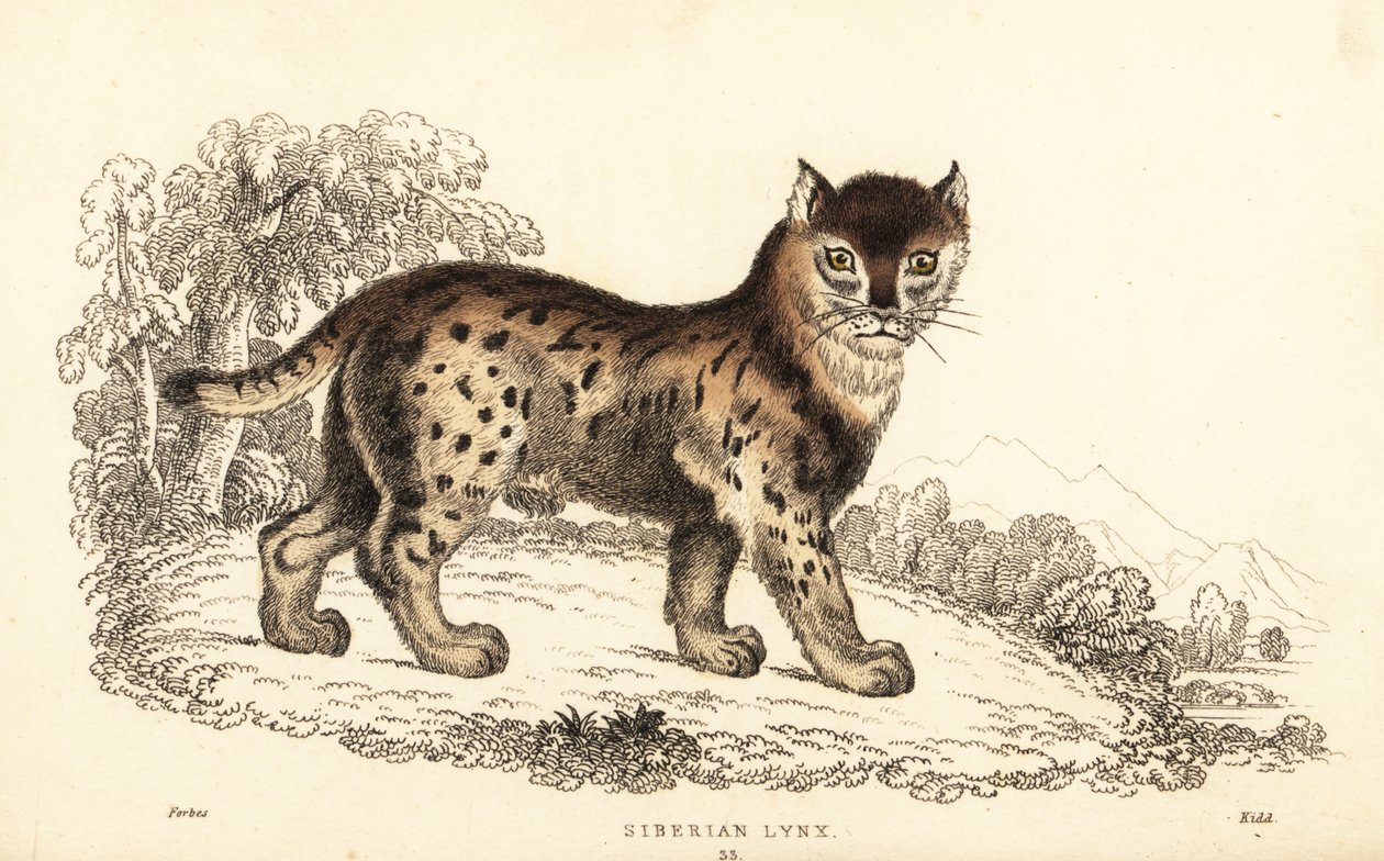 西伯利亚猞猁，Lynx lynx wrangeli (Felis lynx)。 作者 威廉·亚历山大·福布斯