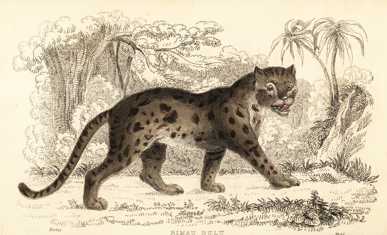 巽他豹猫，Prionailurus bengalensis subsp.1834年（雕刻） 作者 威廉·亚历山大·福布斯