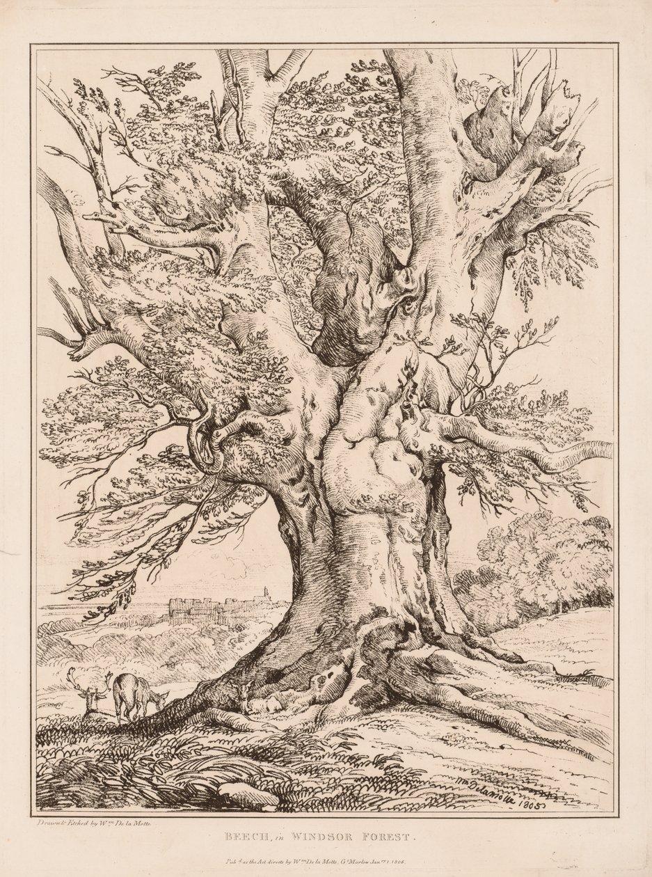 山毛榉在温莎森林，1805年。 作者 威廉·阿尔弗雷德·德拉莫特