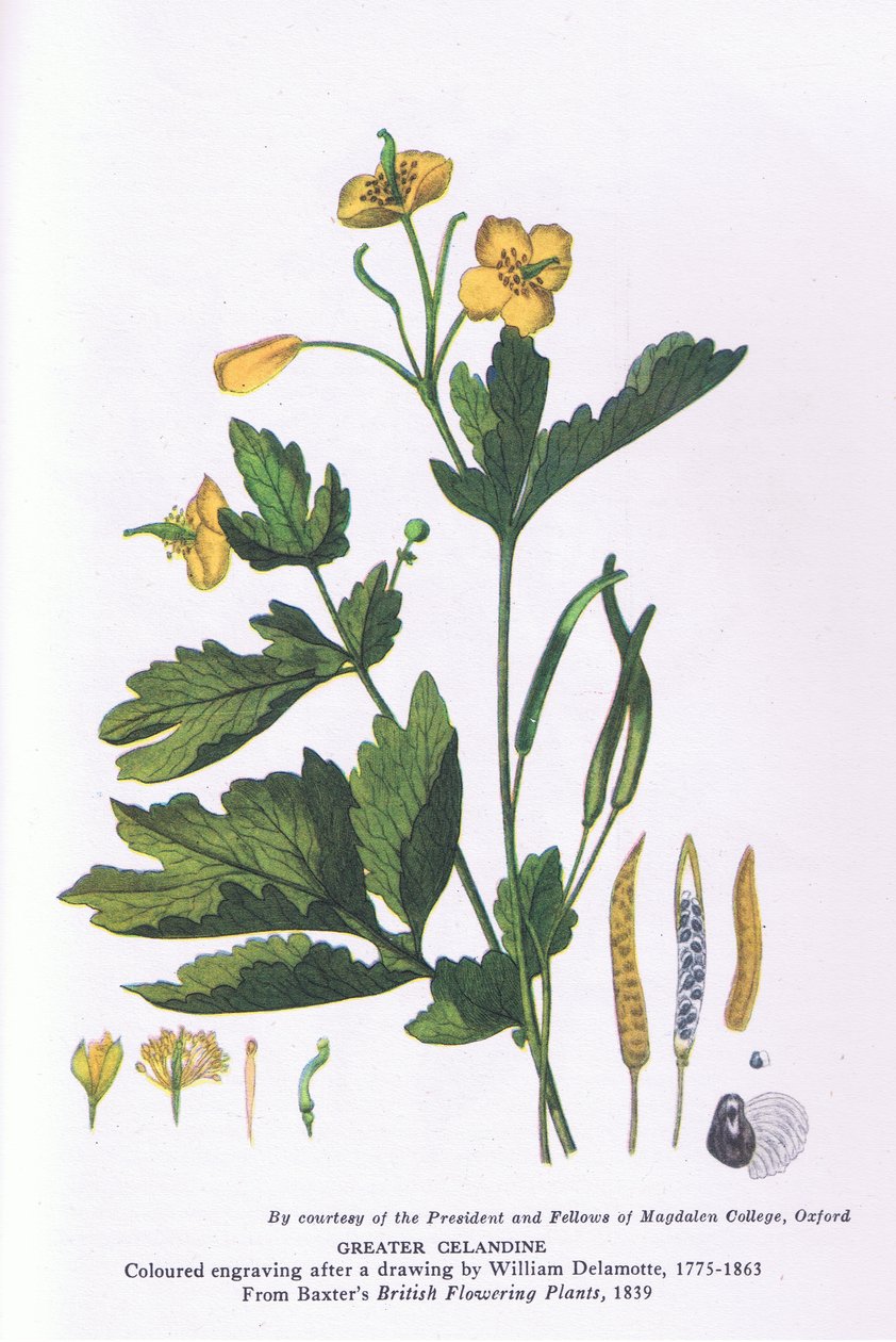 Greater Celandine, Nature in Britain published by Collins 作者 威廉·阿尔弗雷德·德拉莫特