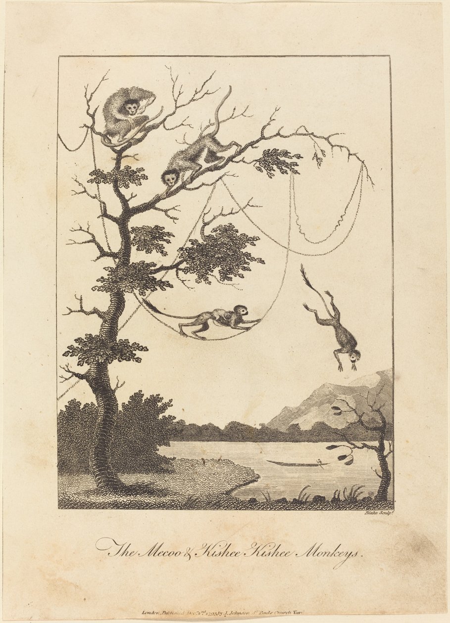 梅库和基斯比基斯猴，1793年。 作者 威廉·布雷克