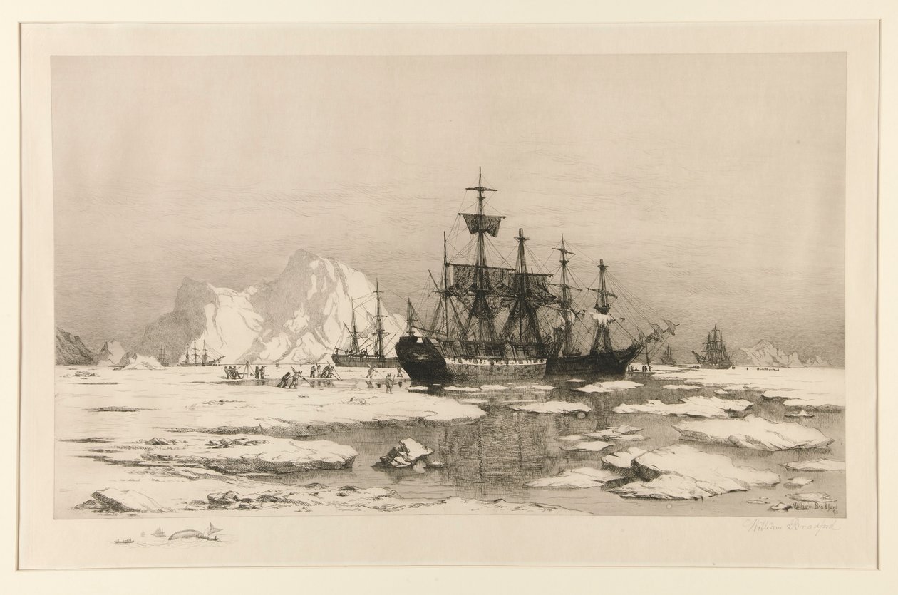 北极的海豹，取材于画作：浮冰之中》，1875 年 作者 威廉·布拉德福德