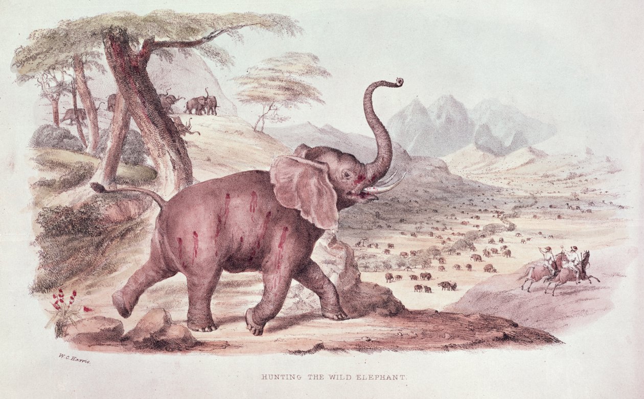 狩猎野象，来自&39;南非的野生体育&39;的插图由WC哈里斯，1841年 作者 威廉·康沃利斯·哈里斯