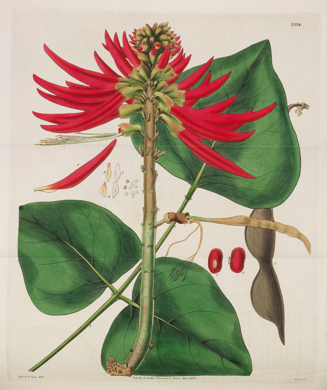 植物学杂志，1787-1833。 作者 威廉·柯蒂斯
