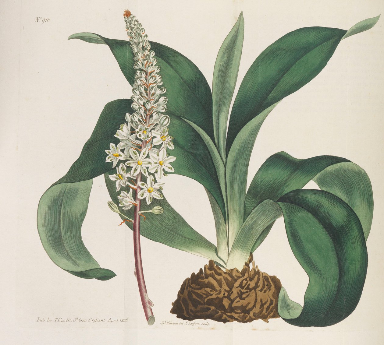 植物学杂志，1787-1833。 作者 威廉·柯蒂斯
