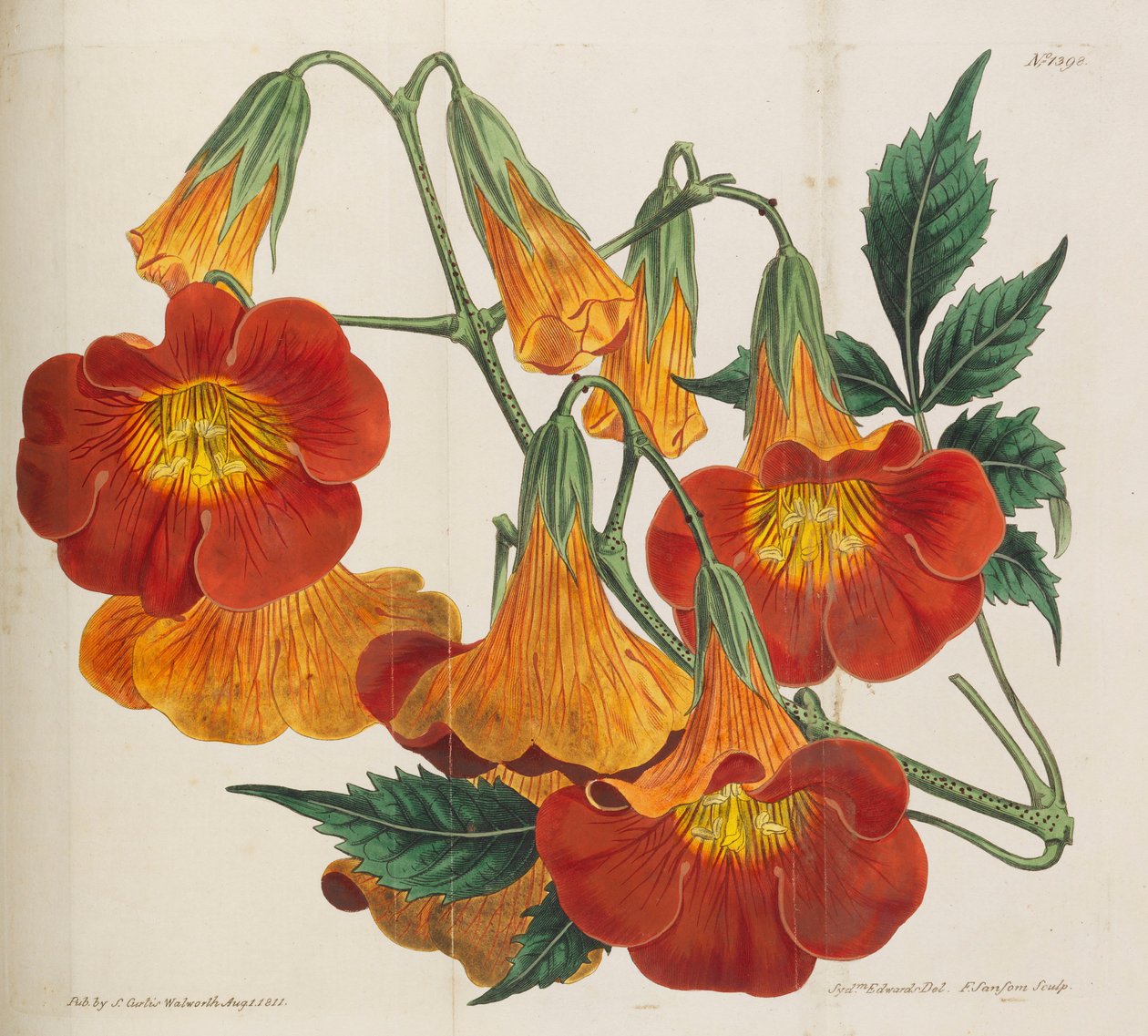 植物学杂志，1787-1833。 作者 威廉·柯蒂斯