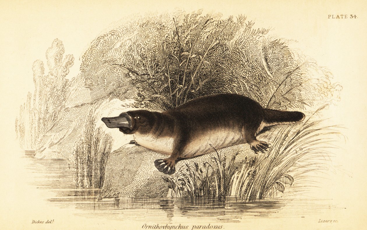 鸭嘴兽，Ornithorhynchus anatinus.，1841 年（雕刻） 作者 威廉·迪克斯