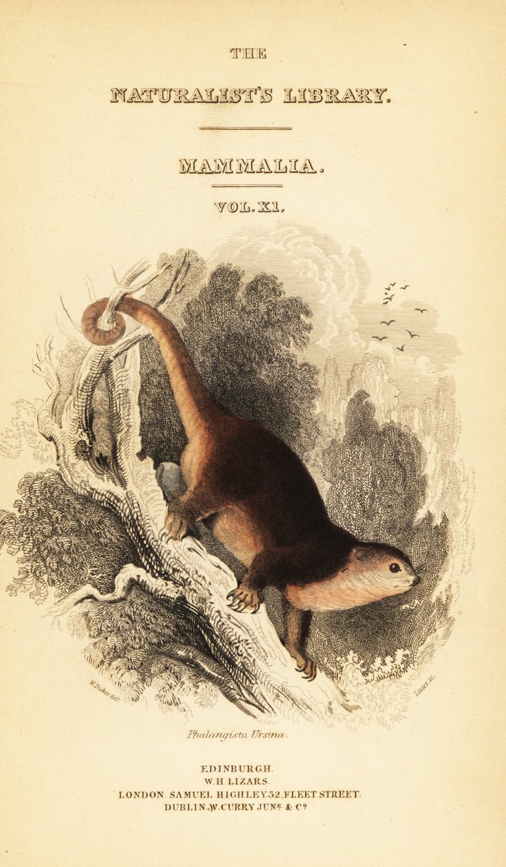 苏拉威西熊 cuscus，Ailurops ursinus。 ,1841（雕刻） 作者 威廉·迪克斯