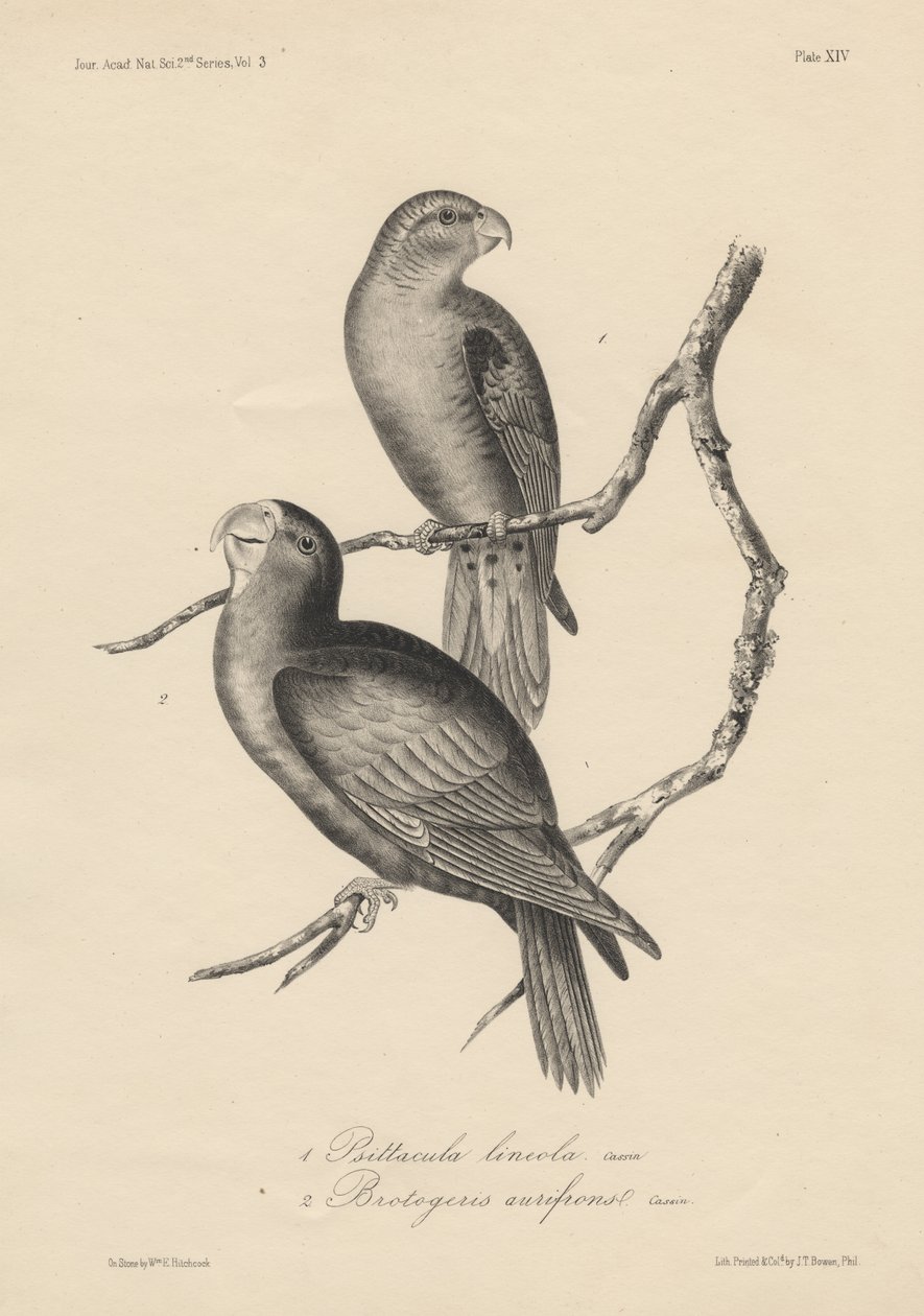 1. Psittacula lineola和2. Brotogeris aurifrons，Litho by JT Bowen，1850 作者 威廉·希区柯克