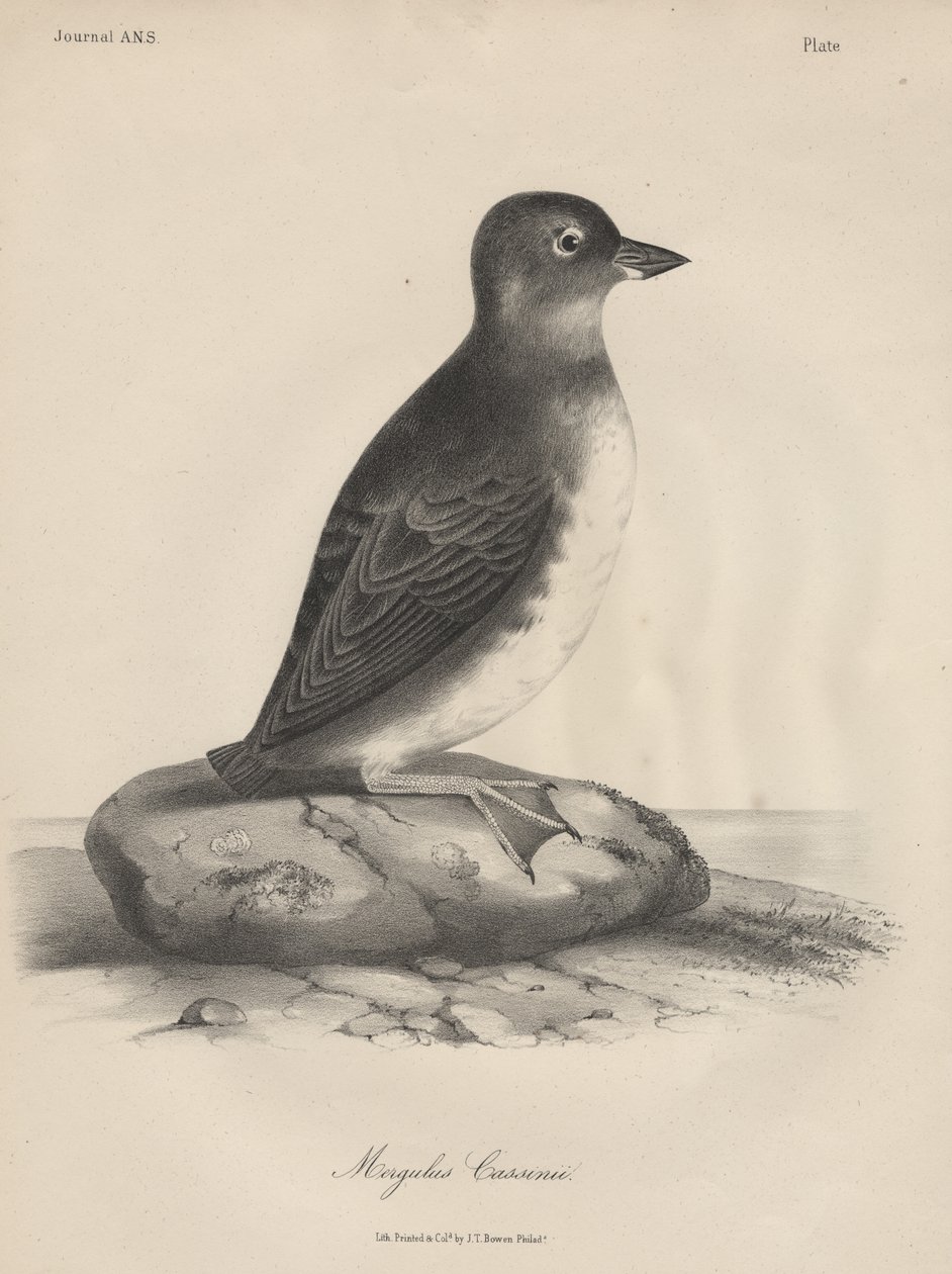 Megalus Cassinii，作者：JT Bowen，1850年 作者 威廉·希区柯克