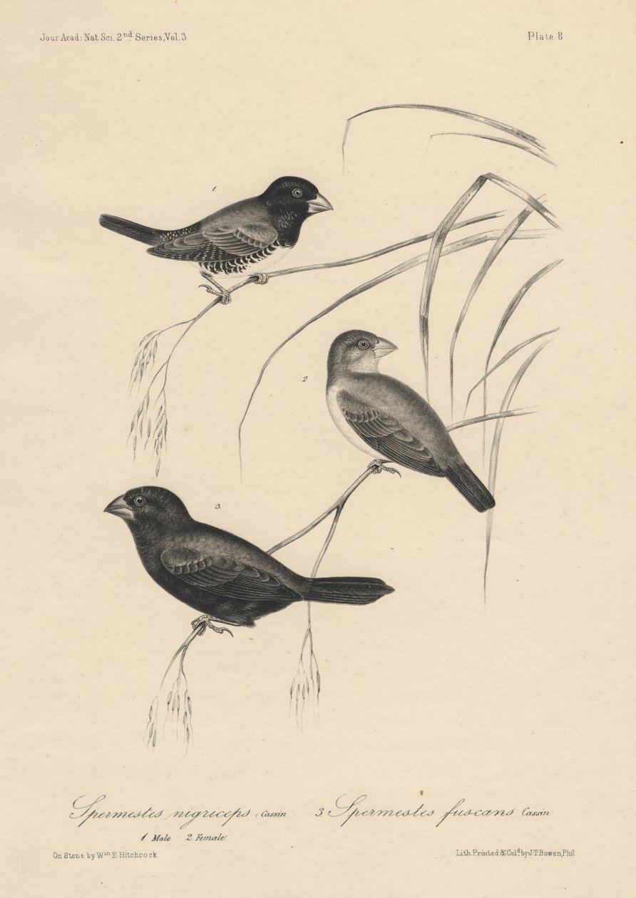 Spermestes Nigriceps（男性和女性）和Spermestes Fuscans，Litho由JT Bowen，1850年 作者 威廉·希区柯克