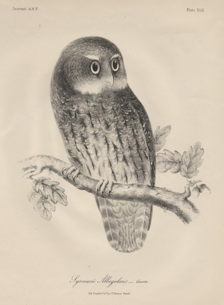 Syrnium Albogularis，Litho由JT Bowen，1850年 作者 威廉·希区柯克