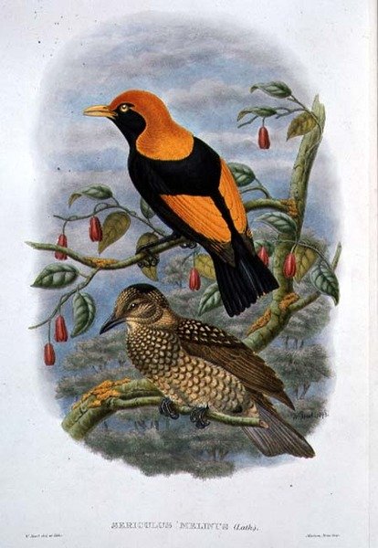 Sericulus Melinus（彩色印刷）。 作者 威廉·哈特