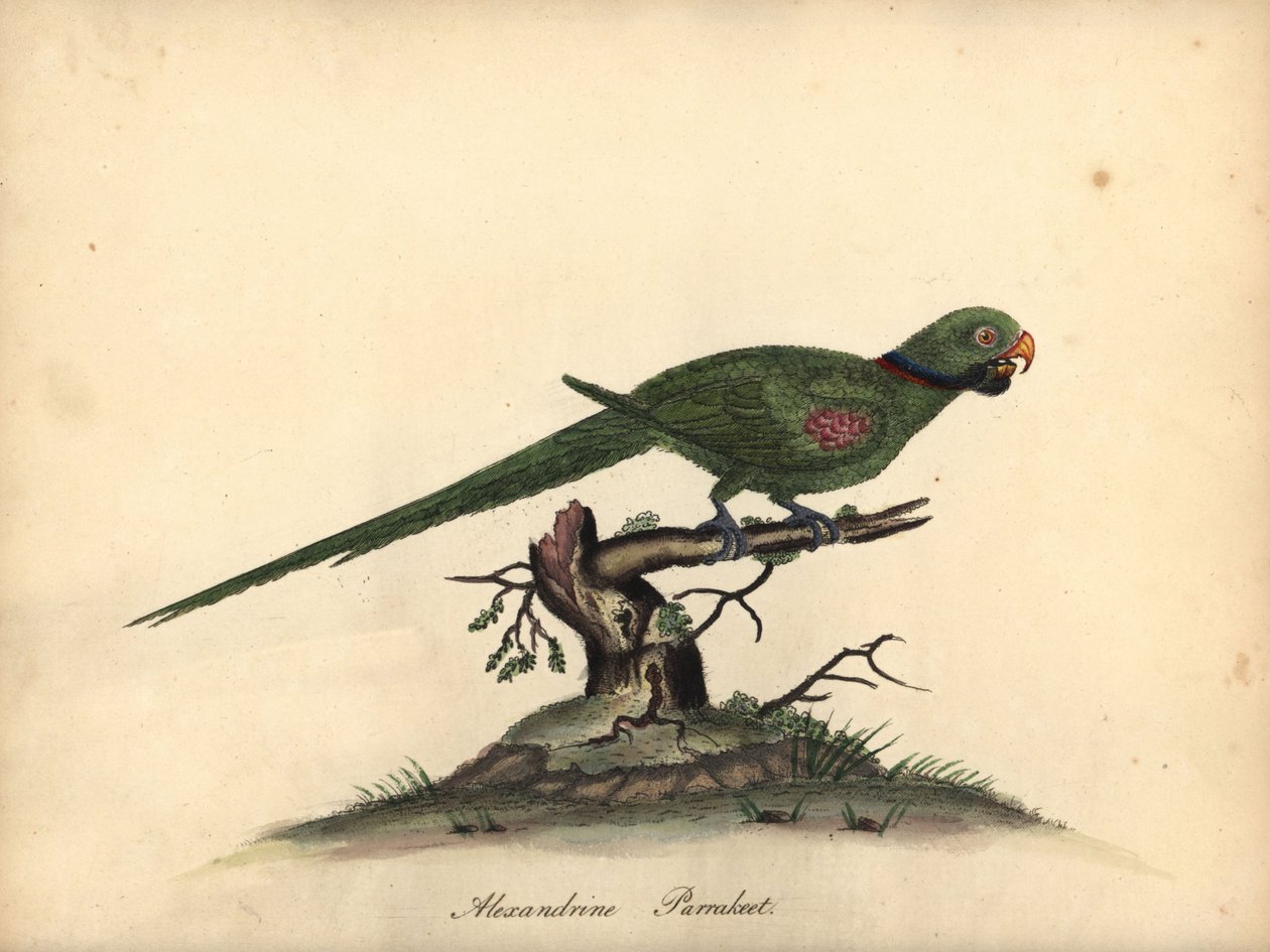 亚历山大鹦鹉，Psittacula eupatria。(Psittacus alexandri) 威廉-海斯（William Hayes）根据《奥斯特利公园珍奇鸟类肖像》中的一幅插图绘制的手工彩色铜版画。 作者 威廉·海斯