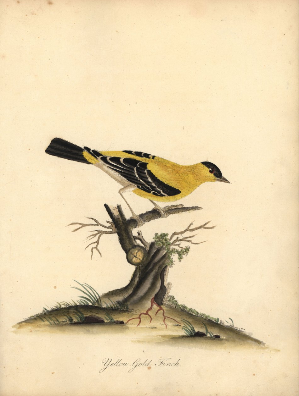 美国金翅雀，Carduelis tristis。(Yellow goldfinch, Fringilla tristis）威廉-海斯（William Hayes）为《奥斯特里公园珍奇鸟类肖像》绘制的插图的手工彩色铜版雕刻。 作者 威廉·海斯