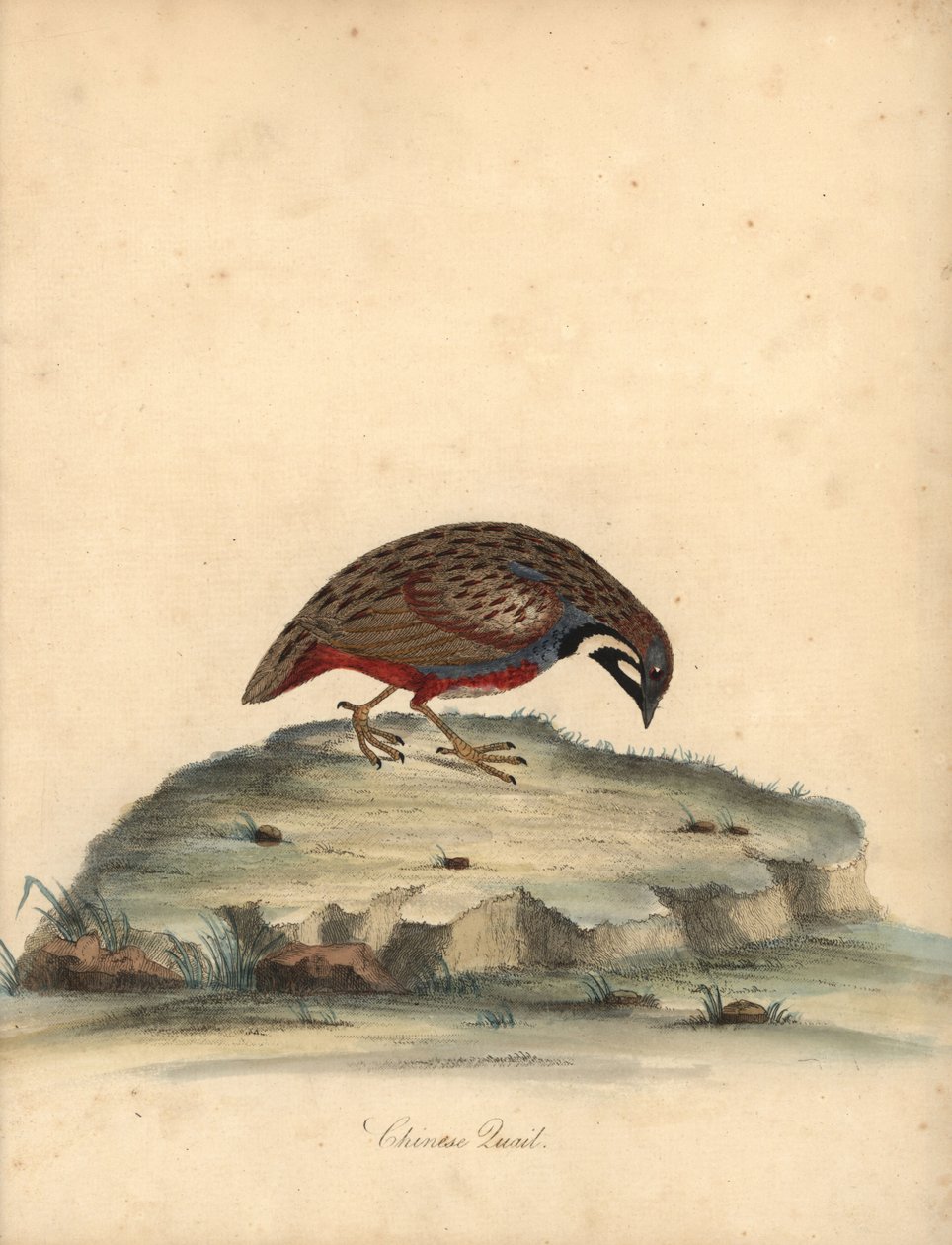 蓝胸鹌鹑，Coturnix chinensis。(中国鹌鹑，Tetrao chinensis）威廉-海斯（William Hayes）为奥斯特利公园门诊部珍稀奇特鸟类肖像绘制的插图的手工彩色铜版雕刻，伦敦：布尔默出版社。 作者 威廉·海斯