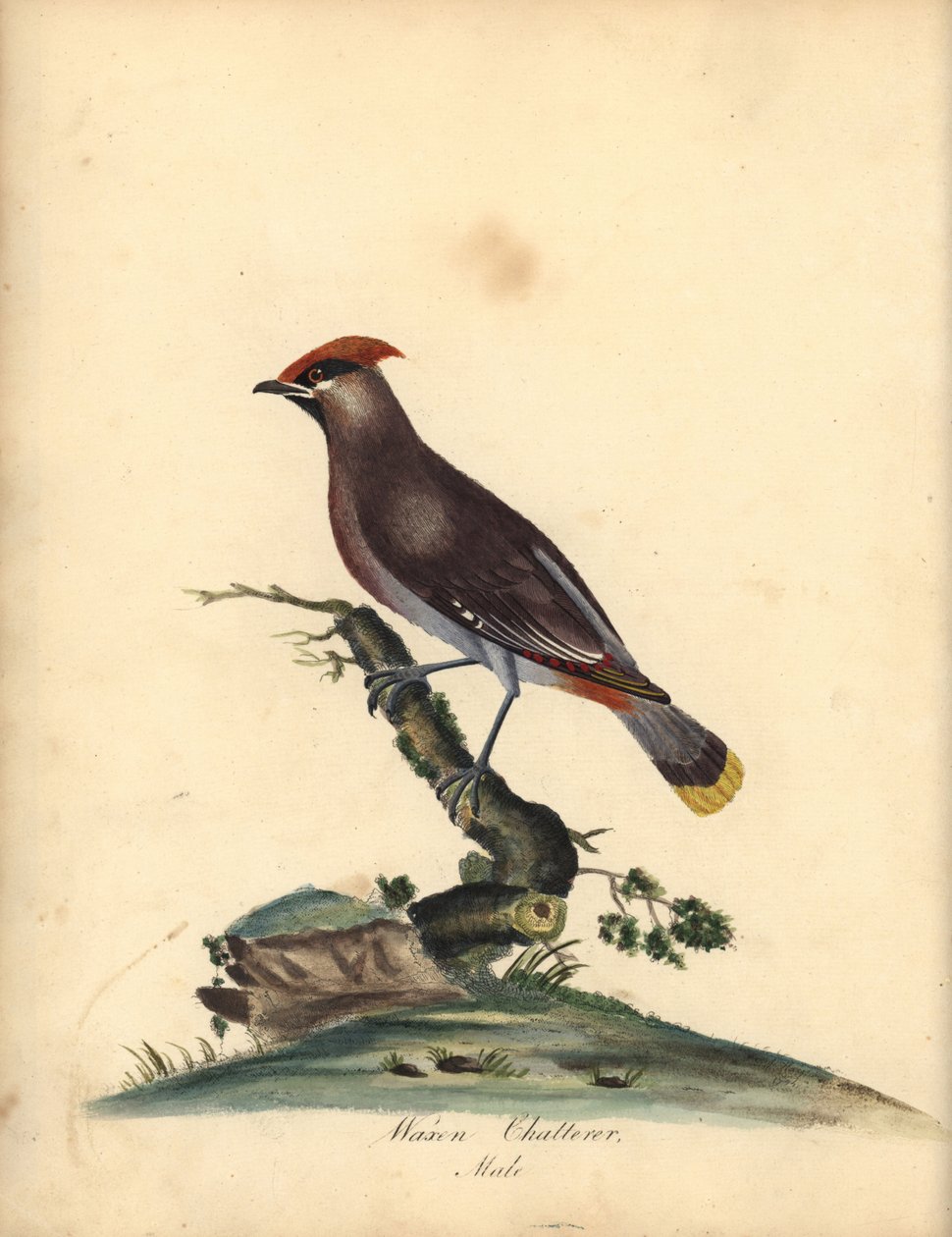 波希米亚腊翅鸟，Bombycilla garrulus。(Waxen chatterer，Ampelis garrulus）手工彩色铜版雕刻的插图，出自 William Hayes 的《奥斯特里公园珍稀奇特鸟类肖像》，伦敦：Bulmer。 作者 威廉·海斯