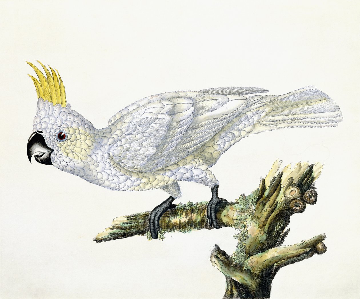 Cocatoo，1779 作者 威廉·海斯