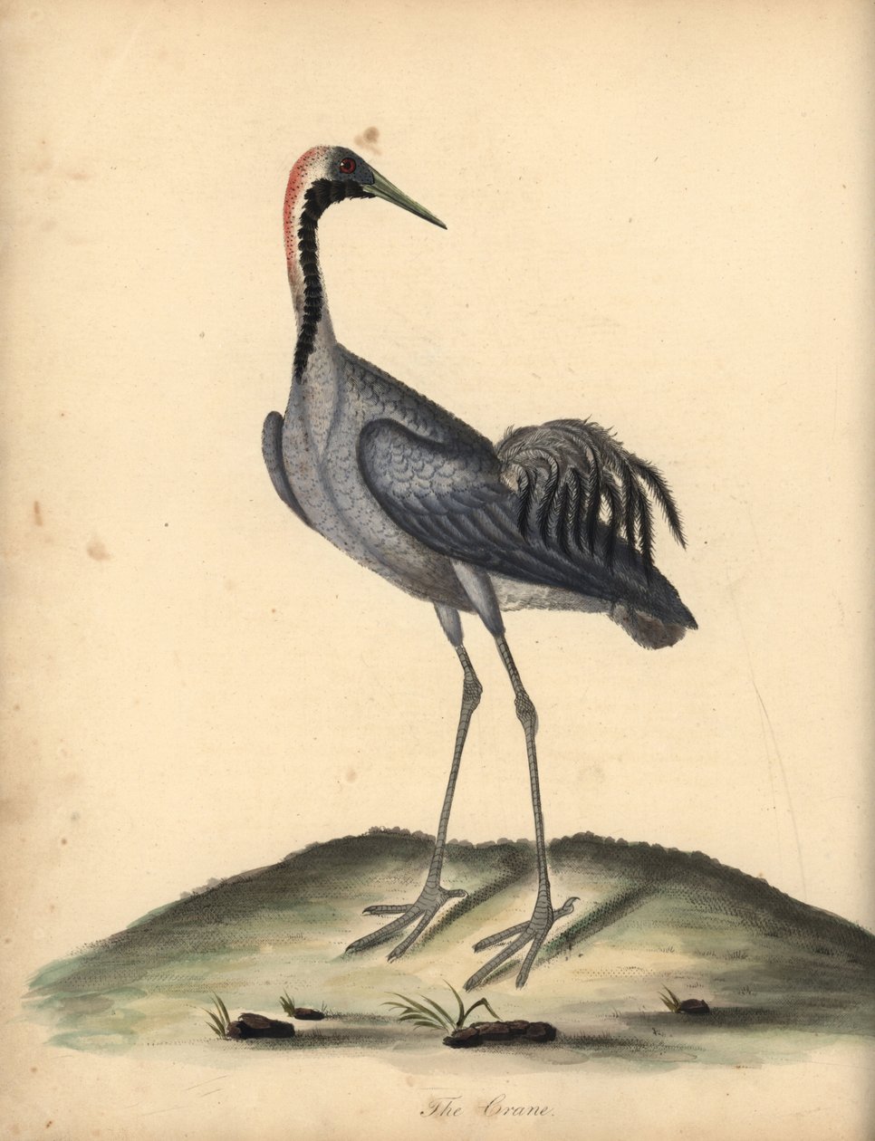 普通鹤，鹤。 （Ardea grus）威廉·海耶斯（William Hayes）手绘插图的铜版雕刻，来自奥斯特利公园动物园的稀有和好奇的鸟类肖像。 作者 威廉·海斯