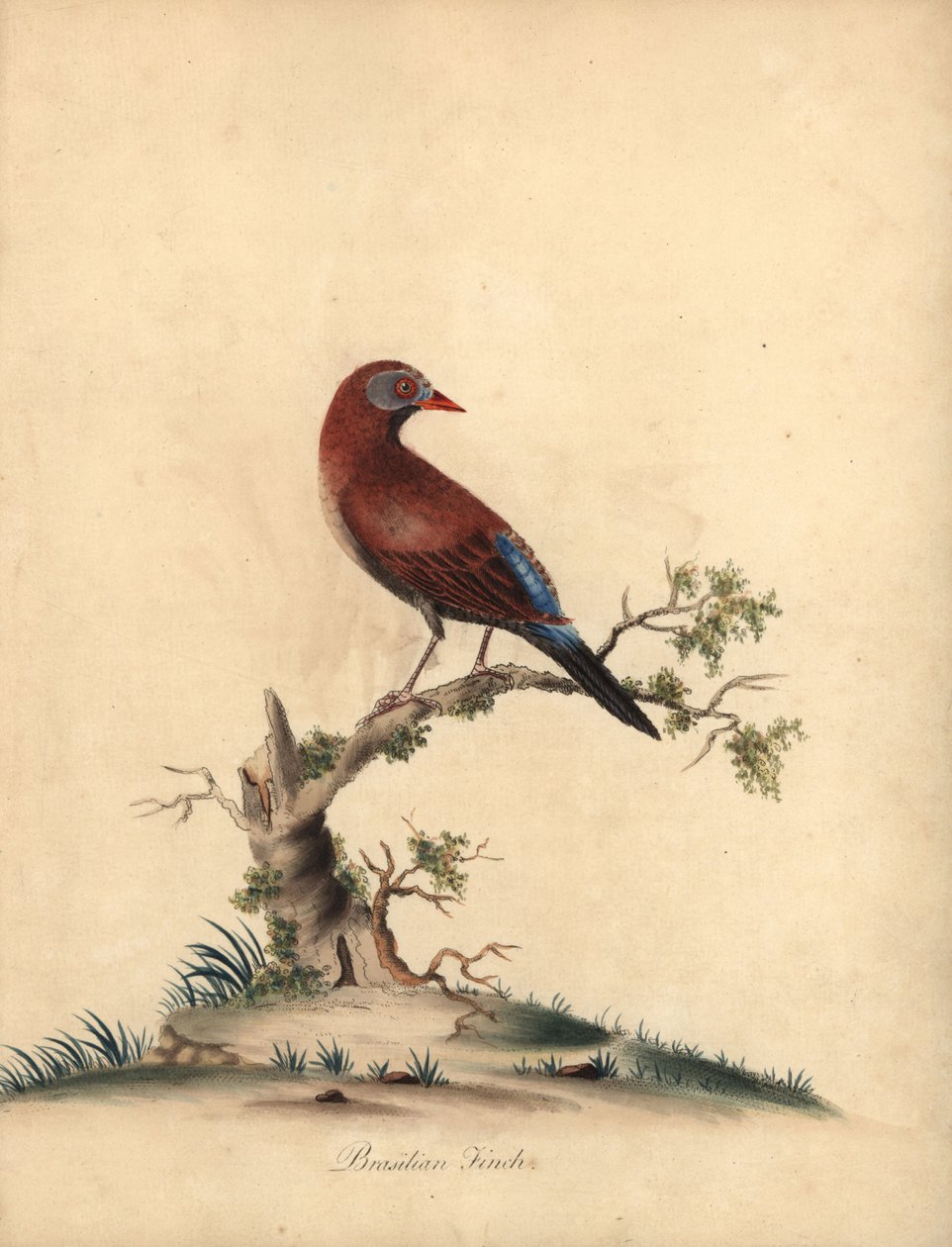 普通巴西雀（Uraeginthus granatinus），原产于非洲。(Brazilian finch, Fringilla granatina) 威廉-海斯（William Hayes）为《奥斯特利公园珍奇鸟类肖像》中的一幅插图绘制的手工彩色铜版画，伦敦：Bu. 作者 威廉·海斯