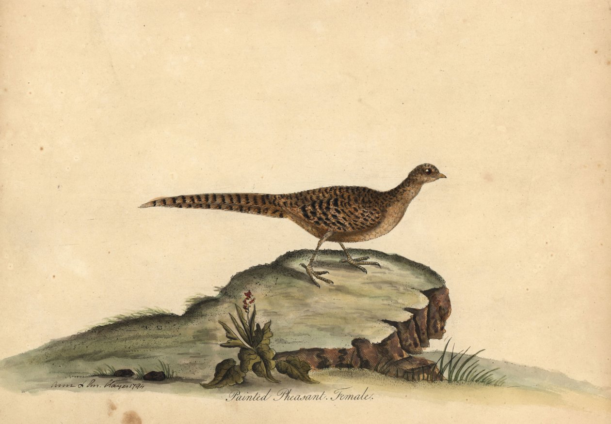 画眉雉（Phasianus pictus）手工彩色铜版雕刻，插图出自威廉-海斯的《奥斯特里珍奇鸟类肖像》中的安-海斯和艾米莉-海斯。 作者 威廉·海斯