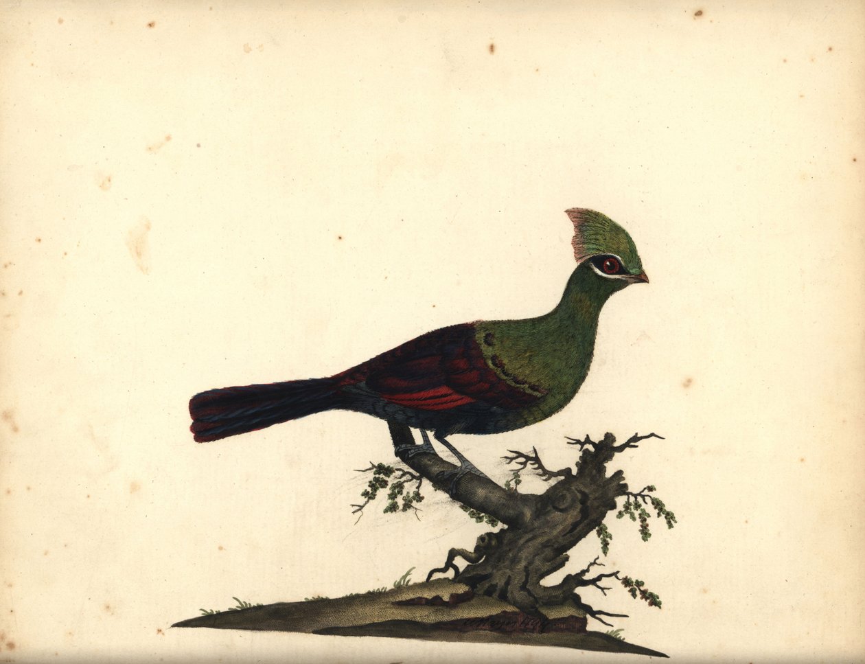 几内亚或绿色turaco，Tauraco persa。 （Touraco，Cuculus persa）威廉·海耶斯（William Hayes）手绘插图铜版雕刻，来自伦敦奥斯特利公园动物园的稀有和好奇鸟类肖像：布尔默 作者 威廉·海斯