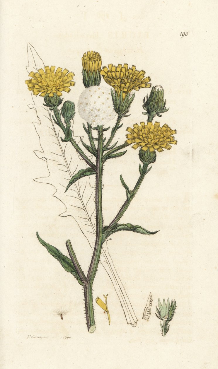 山楂牛舌，Piris hieracioides。 詹姆斯·索尔比 (James Sowerby) 手工上色铜版雕刻，来自伦敦詹姆斯·史密斯英国植物学 (James Smith