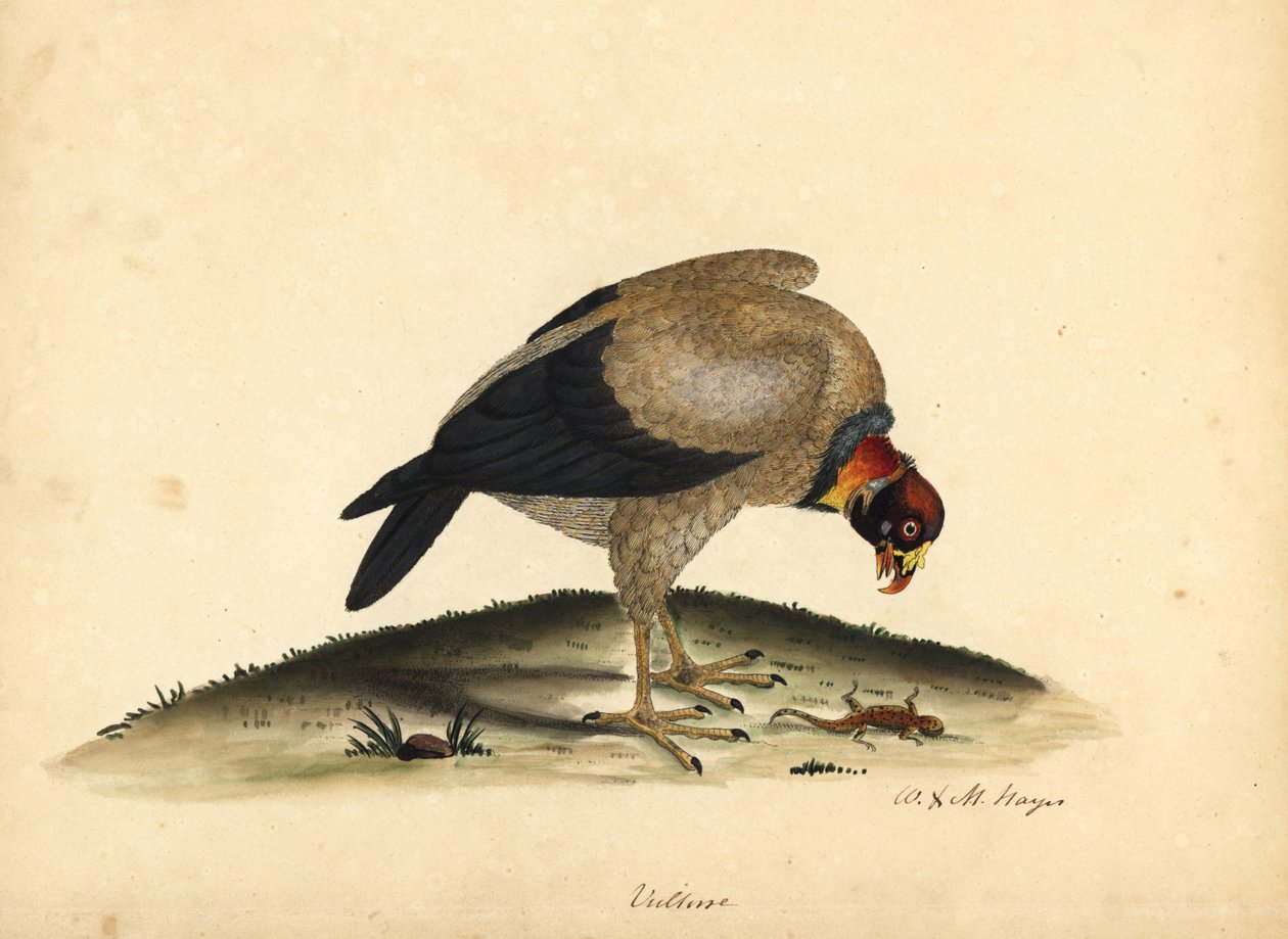 王秃鹫，Sarcoramphus papa (Vultur papa)。 威廉·海斯 (William Hayes) 和他的女儿 M（玛蒂尔达）绘制的手绘铜版插图，来自《奥斯特利公园动物园珍稀鸟类肖像》。 作者 威廉·海斯