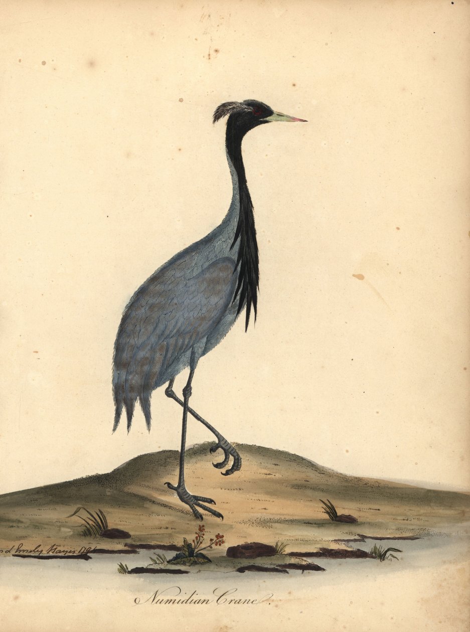鹤小姐，Anthropoides virgo（努米底亚鹤，Ardea virgo）。 安和艾米丽·海耶斯 (Ann and Emily Hayes) 的手绘铜版插图，取自威廉·海耶斯 (William Hayes) 的《奥斯特利公园动物园珍稀鸟类肖像》。 作者 威廉·海斯
