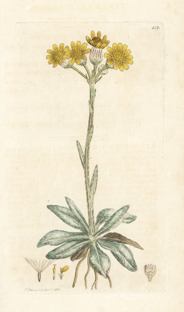 山蒿草，Tephroseris integrifolia (Cineraria integrifolia)。 詹姆斯·索尔比 (James Sowerby) 手工上色铜版雕刻，来自伦敦詹姆斯·史密斯英国植物学 (James Smith
