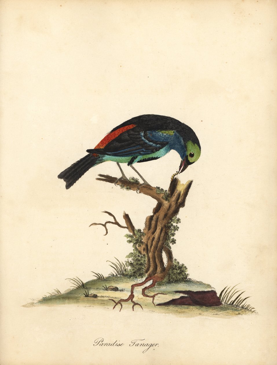 天堂唐纳雀，Tangara chilensis。 (Tanagra tatao) 手绘铜版雕刻威廉·海耶斯 (William Hayes) 的插图，选自奥斯特利公园动物园中的稀有和好奇的鸟类肖像（伦敦：布尔默） 作者 威廉·海斯