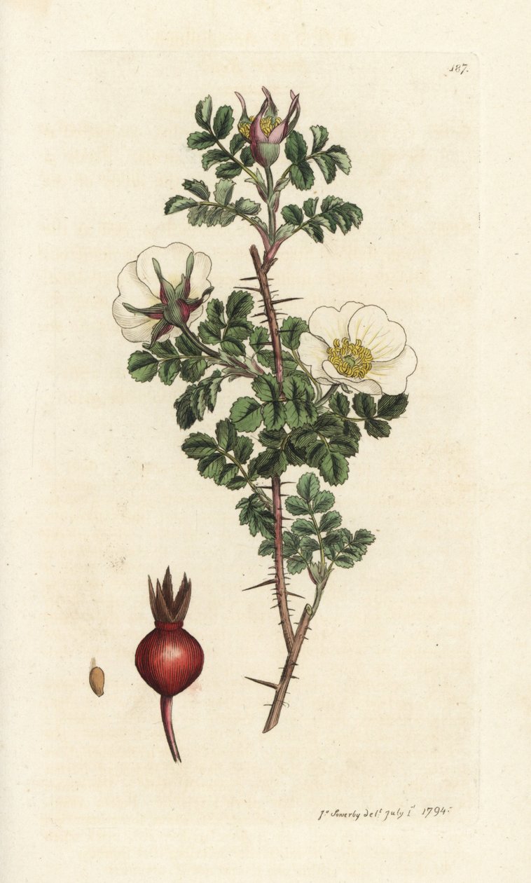 粉红蔷薇，Rosa spinosissima。詹姆斯-索尔比（James Sowerby）的手工彩色铜版雕刻，选自詹姆斯-史密斯的《英国植物学》，伦敦 作者 威廉·海斯