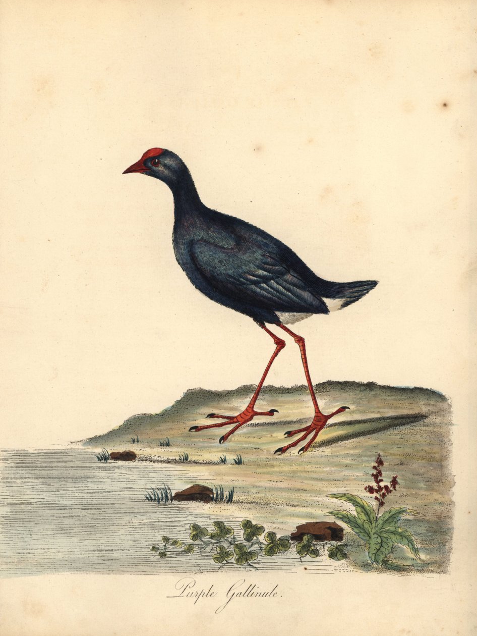 紫色沼泽，Porphyrio porphyrio。 （紫色鸡，Fulica porphyrio）威廉·海斯（William Hayes）手绘插图的铜版雕刻，来自奥斯特利公园动物园的稀有和好奇的鸟类肖像（伦敦：布尔默） 作者 威廉·海斯
