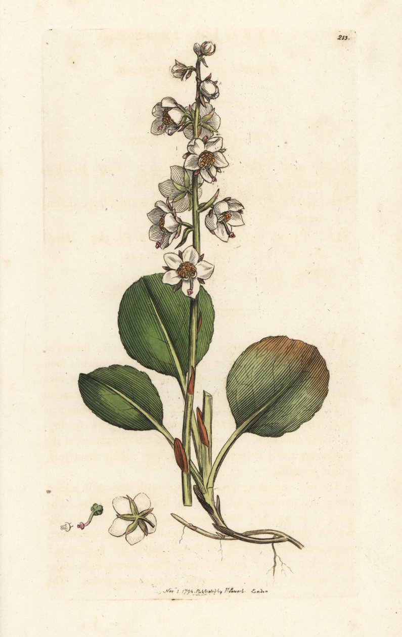 圆叶冬青，Pyrola rotundifolia。詹姆斯-索尔比（James Sowerby）的手工彩色铜版雕刻，出自伦敦詹姆斯-史密斯的《英国植物学》。 作者 威廉·海斯
