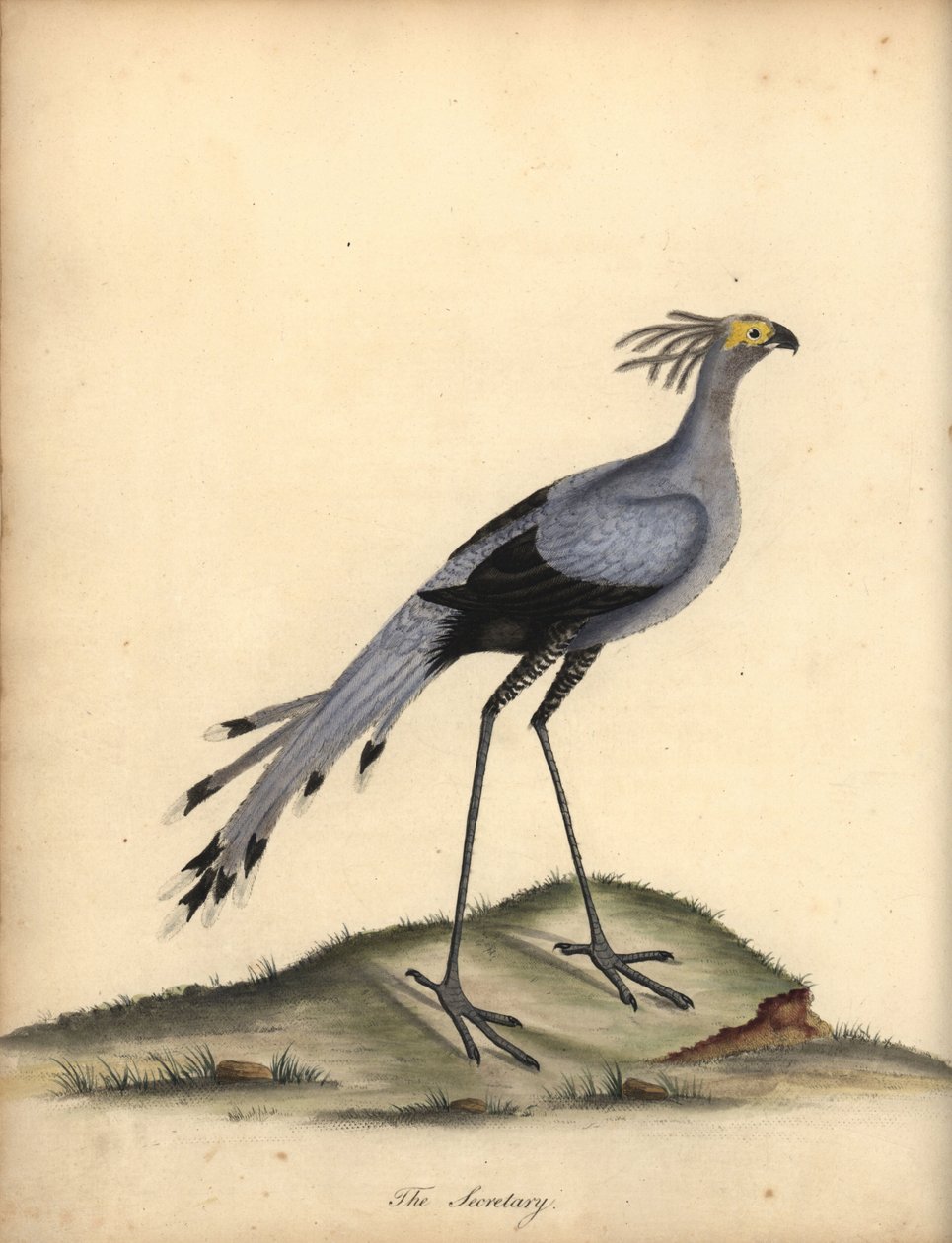 秘书鸟，射手座蛇。 易受伤害的。 （Falco serpentarius）威廉·海斯（William Hayes）绘制的手绘铜版插图，来自奥斯特利公园动物园的稀有和好奇的鸟类肖像。 作者 威廉·海斯
