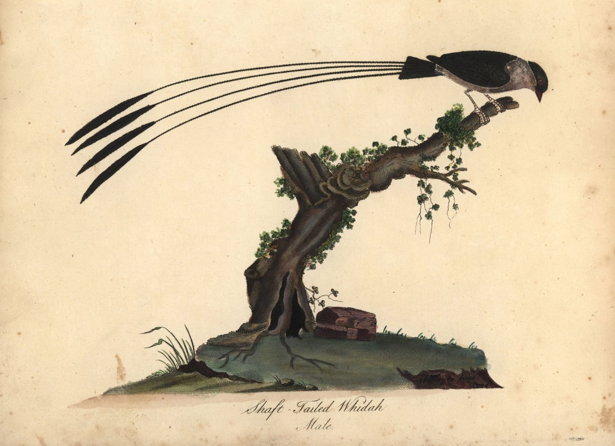 鞘尾白鹳（Vidua regia）。(Shaft-tailed whidah, Emberiza regia) 威廉-海斯（William Hayes）和他的女儿 M（玛蒂尔达）为伦敦奥斯特里公园的珍稀奇特鸟类肖像所绘插图的手工彩色铜版雕刻： 作者 威廉·海斯