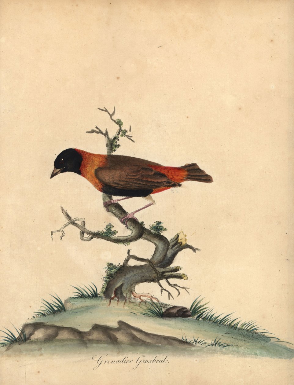 南方红鸫，Euplectes orix。 (Grenadier grosbeak, Loxia orix) 威廉-海斯（William Hayes）为《奥斯特里公园门诊部珍稀奇特鸟类肖像》绘制的插图的手工彩色铜版雕刻，伦敦：Bulmer。 作者 威廉·海斯