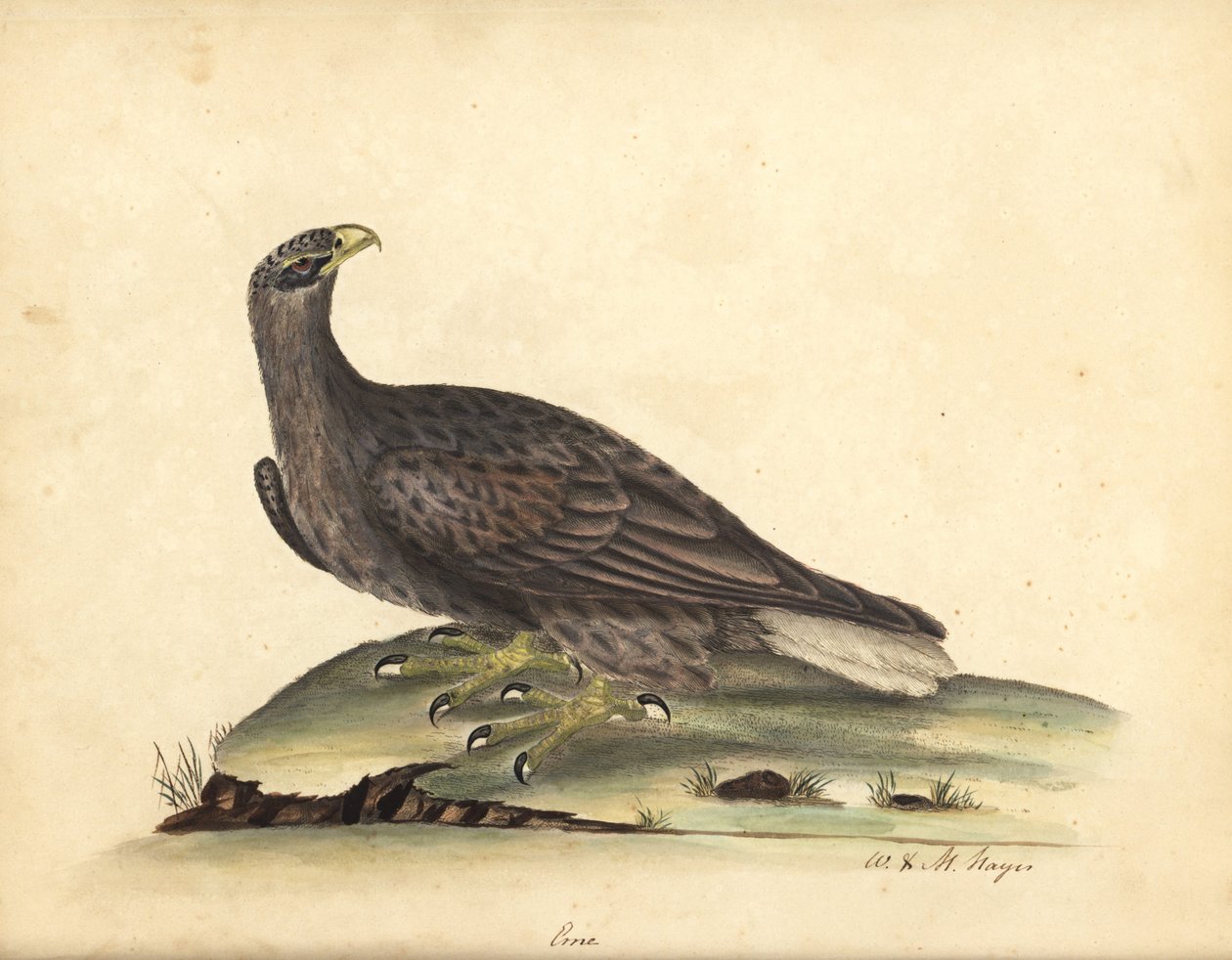 白尾海雕，Haliaeetus albicilla (Erne, Aquila albicilla)。 威廉·海耶斯 (William Hayes) 和他的女儿 M（玛蒂尔达）绘制的手绘铜版插图，出自伦敦奥斯特利公园动物园的稀有和好奇鸟类肖像：B 作者 威廉·海斯