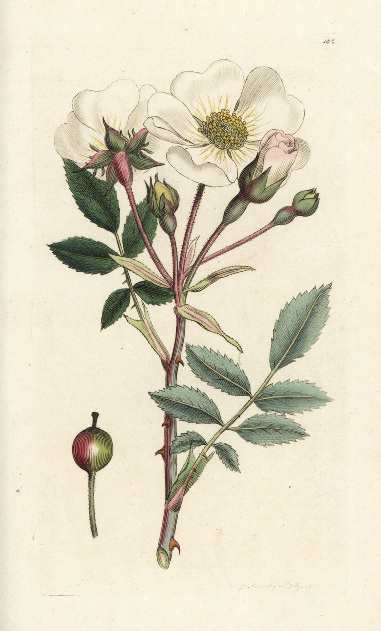 白狗蔷薇，Rosa arvensis。詹姆斯-索尔比（James Sowerby）的手工彩色铜版雕刻，选自伦敦詹姆斯-史密斯（James Smith）的《英国植物学》（English Botany）。 作者 威廉·海斯