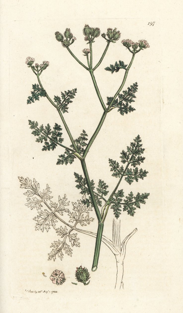 白色蕾丝花，Orlaya grandiflora（小芹菜或巴萨德芹，Caucalis daucoides）。詹姆斯-索尔比（James Sowerby）根据伦敦詹姆斯-史密斯（James Smith）的《英国植物学》绘制的手绘铜版画 作者 威廉·海斯