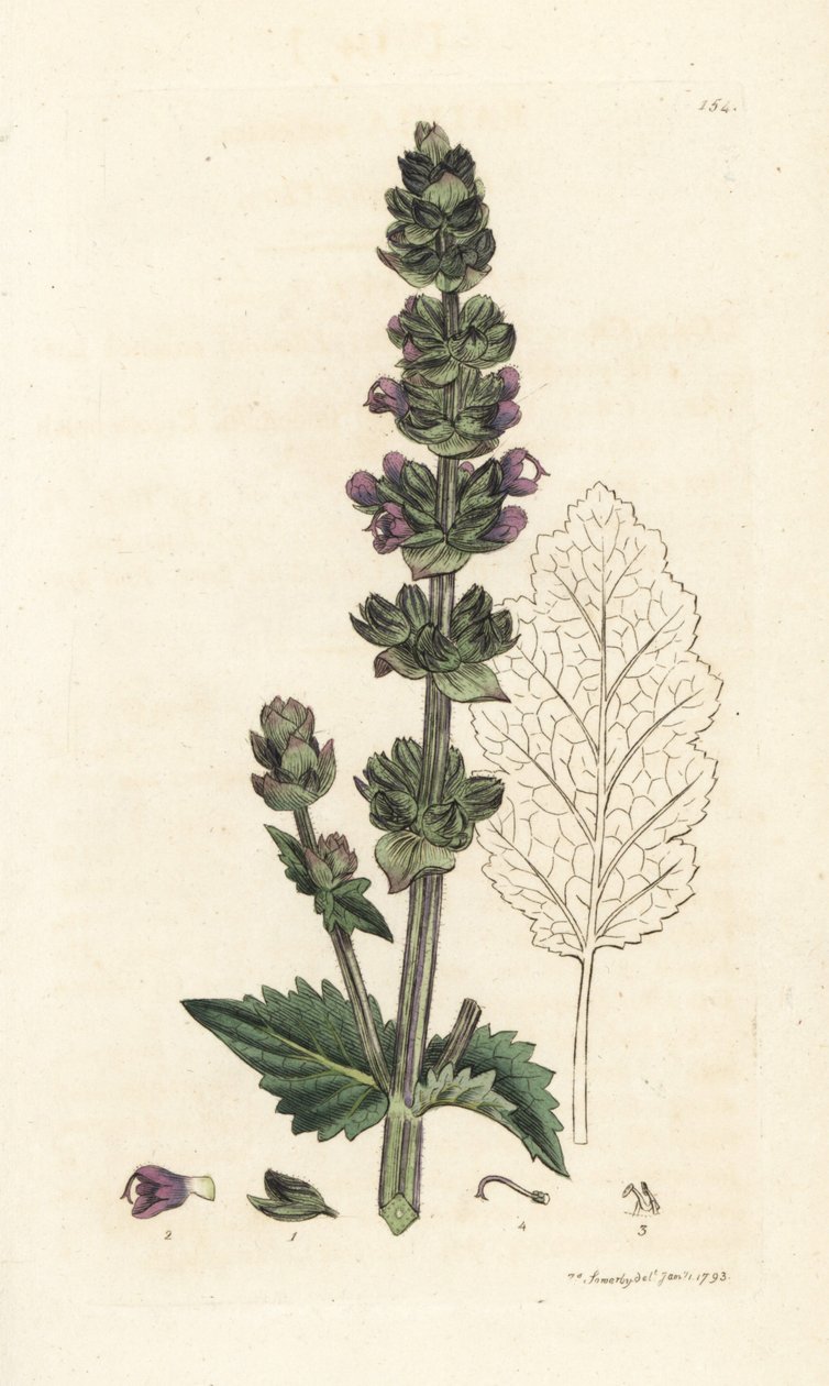 野生英国快乐鼠尾草，Salvia verbenaca。 詹姆斯·索尔比 (James Sowerby) 手工上色铜版雕刻，来自伦敦詹姆斯·史密斯英国植物学 (James Smith